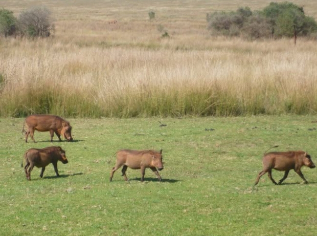 Warthogs in field